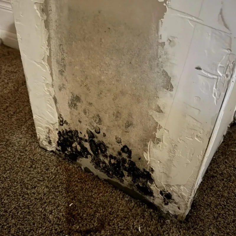 Professional Mold Removal in Palmyra, VA